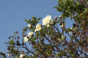 У Віцебску ў версні другі раз распусціліся ружы. Фота Сержука Серабро