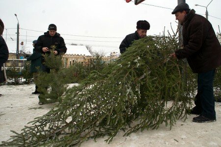 В Витебске работает 15 елочных базаров. Фото Сергея Серебро В Витебске работает 15 елочных базаров. Фото Сергея Серебро
