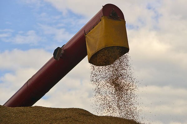 Комбайны разгружают наполненные бункеры в подъехавшие МАЗы. Фото Сергея Серебро Комбайны разгружают наполненные бункеры в подъехавшие МАЗы. Фото Сергея Серебро