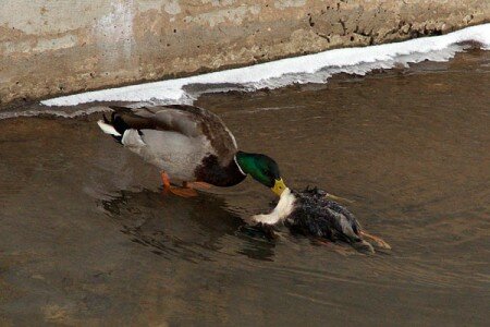 Утки-каннибалы появились в Витебске. Фото Сергея Серебро Утки-каннибалы появились в Витебске. Фото Сергея Серебро