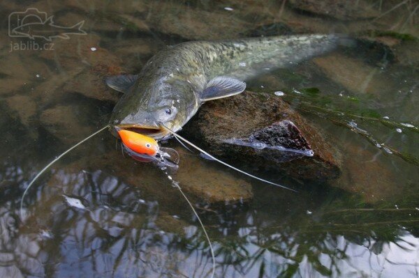 С 31 мая в Беларуси нельзя ловить сомов. Фото jablib.cz С 31 мая в Беларуси нельзя ловить сомов. Фото jablib.cz