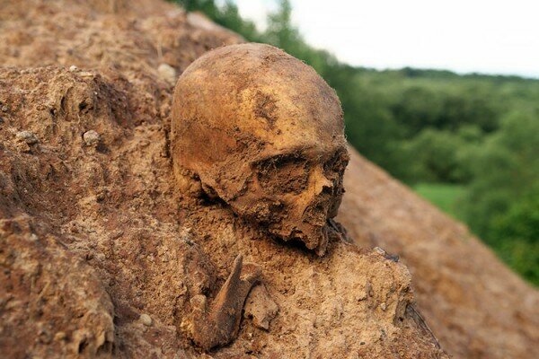 Чэрап на раскапаным гарадзішчы V стагоддзя да нашай эры пад Віцебскам. Фота Сержука Серабро