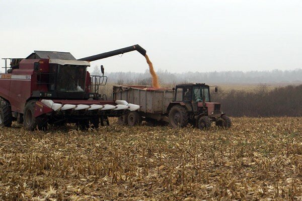 11 ноября под Витебском у деревни Дрюково сельхозтехника работала на уборке кукурузы. Фото Сергея Серебро 11 ноября под Витебском у деревни Дрюково сельхозтехника работала на уборке кукурузы. Фото Сергея Серебро