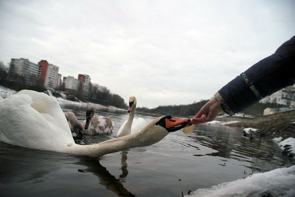 В Витебске на Двину прилетели лебеди. Фото Сергея Серебро