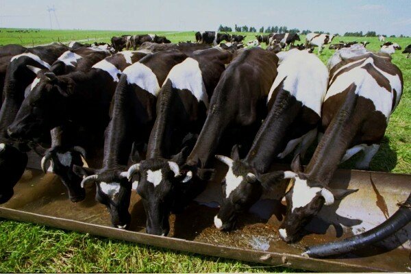 Коровы на пастбище у поилки. Фото bymedia.net