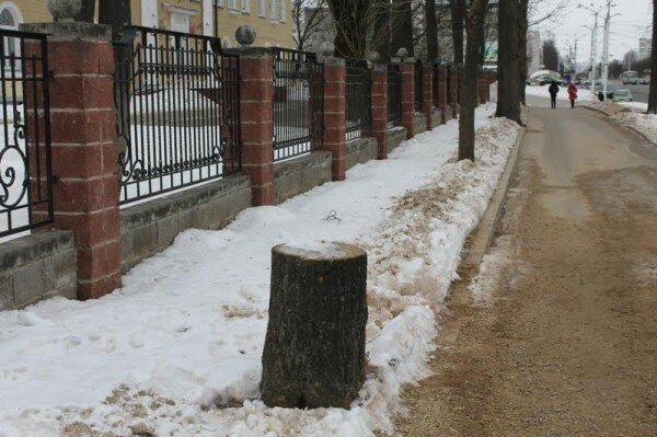 Витебск лишился еще нескольких деревьев в центре города. Фото Юрия Шепелева