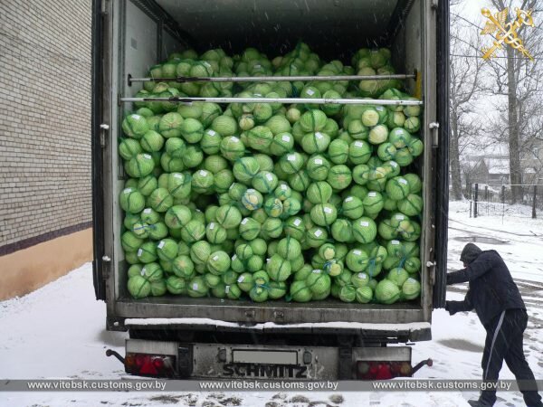 Две фуры капусты пытались провезти в Россию через Витебскую область. Фото ГТК