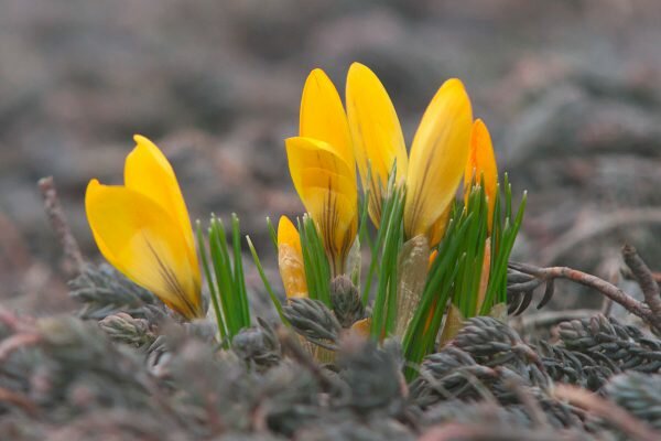 В Витебске распускаются крокусы. Фото Сергея Серебро