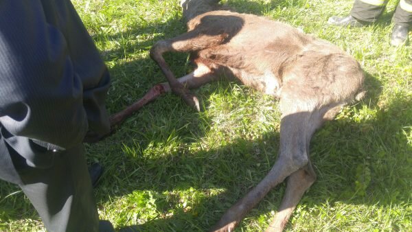 Годовалый лось забрел в промзону в Витебске, запутался в колючей проволоке и поранился. Фото Алексея Андреянова