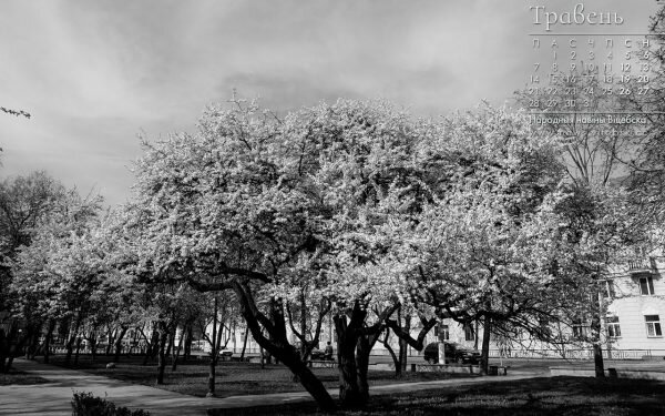 Кампутарныя шпалеры на працоўны стол з фота пейзажаў Віцебска і календаром на травень 2018 года для чытачоў “ННВ”: квітнеючы абрыкос у скверы на вуліцы Касманаўтаў. Фота Сержука Серабро