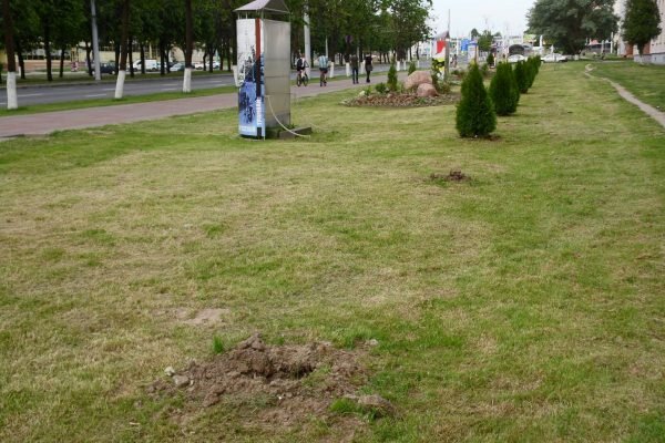 В Витебске исчезли туи, посаженные мэром на субботнике. Фото Юрия Шепелева