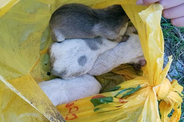 В Полоцке неизвестные повесили на высокое дерево пакет с живыми щенками. Фото Марины Котович