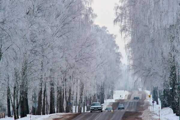 Дорога среди заиндевелых деревьев. Фото Сергея Серебро
