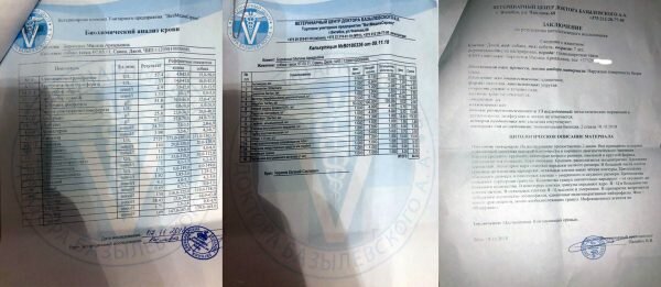 Анализы собаки