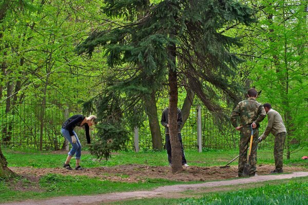 Деревья, пересаженные в ботанический сад пытались укрепить растяжками. Фото Сергея Серебро