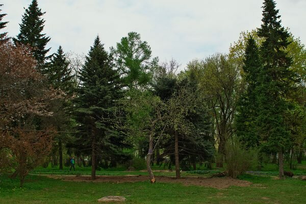 Деревья, пересаженные в ботанический сад пытались укрепить растяжками. Фото Сергея Серебро