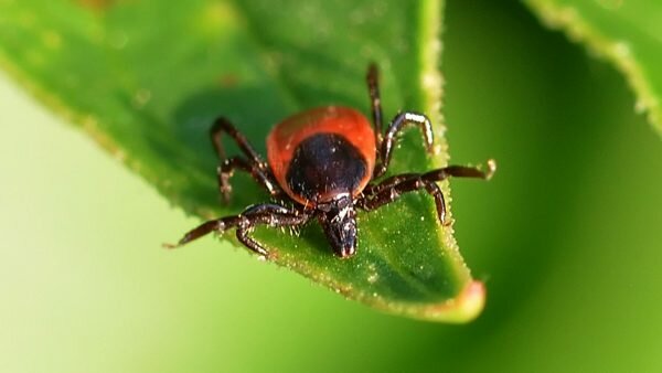 Клещ на листочке. Фото pixabay.com