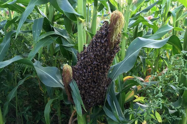 Пчелиный рой, привившийся на початки кукурузы. 26 августа 2019 года. Фото Сергея Серебро