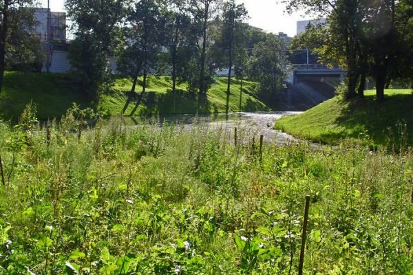 Саженцы есть. Фото Юрия Шепелева