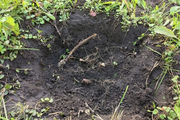 Ямка на месте где росло молодое деревце, видны обрубленные корни. Фото Сергея Серебро