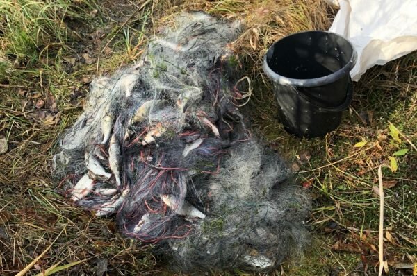 Почти 6000 долларов за крупный улов плотвы заплатит житель Городокского района — он рыбачил незаконно. Фото gosinspekciya.gov.by