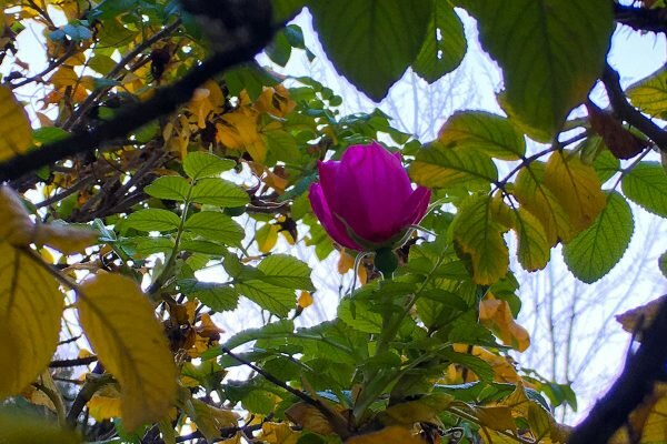 Во дворах на улице Ленина в Витебске цветет шиповник морщинистый. Фото Сергея Серебро
