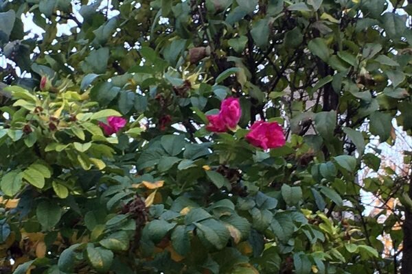 Во дворах на улице Ленина в Витебске цветет шиповник морщинистый. Фото Сергея Серебро