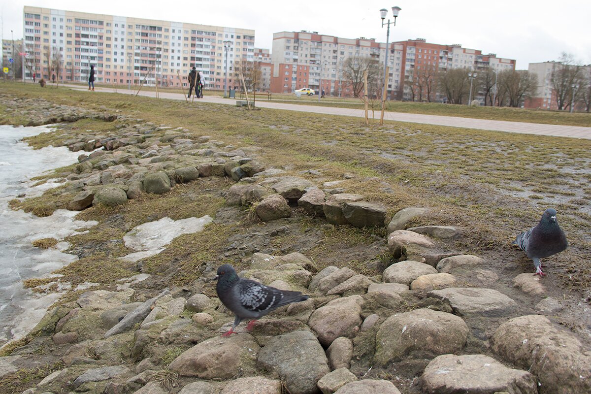 Пруд Бегемот в парке 1000-летия в Витебске. Фото Игоря Матвеева