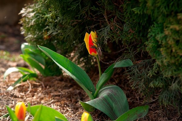 Нарциссы и тюльпаны зацветают в Витебске. Фото Сергея Серебро