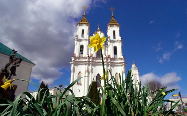 Нарциссы и тюльпаны зацветают в Витебске. Фото Сергея Серебро