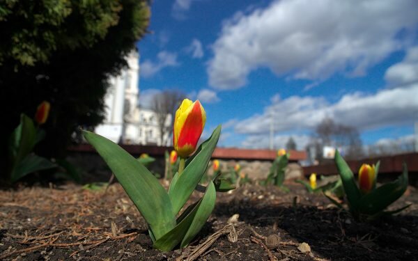 Нарциссы и тюльпаны зацветают в Витебске. Фото Сергея Серебро