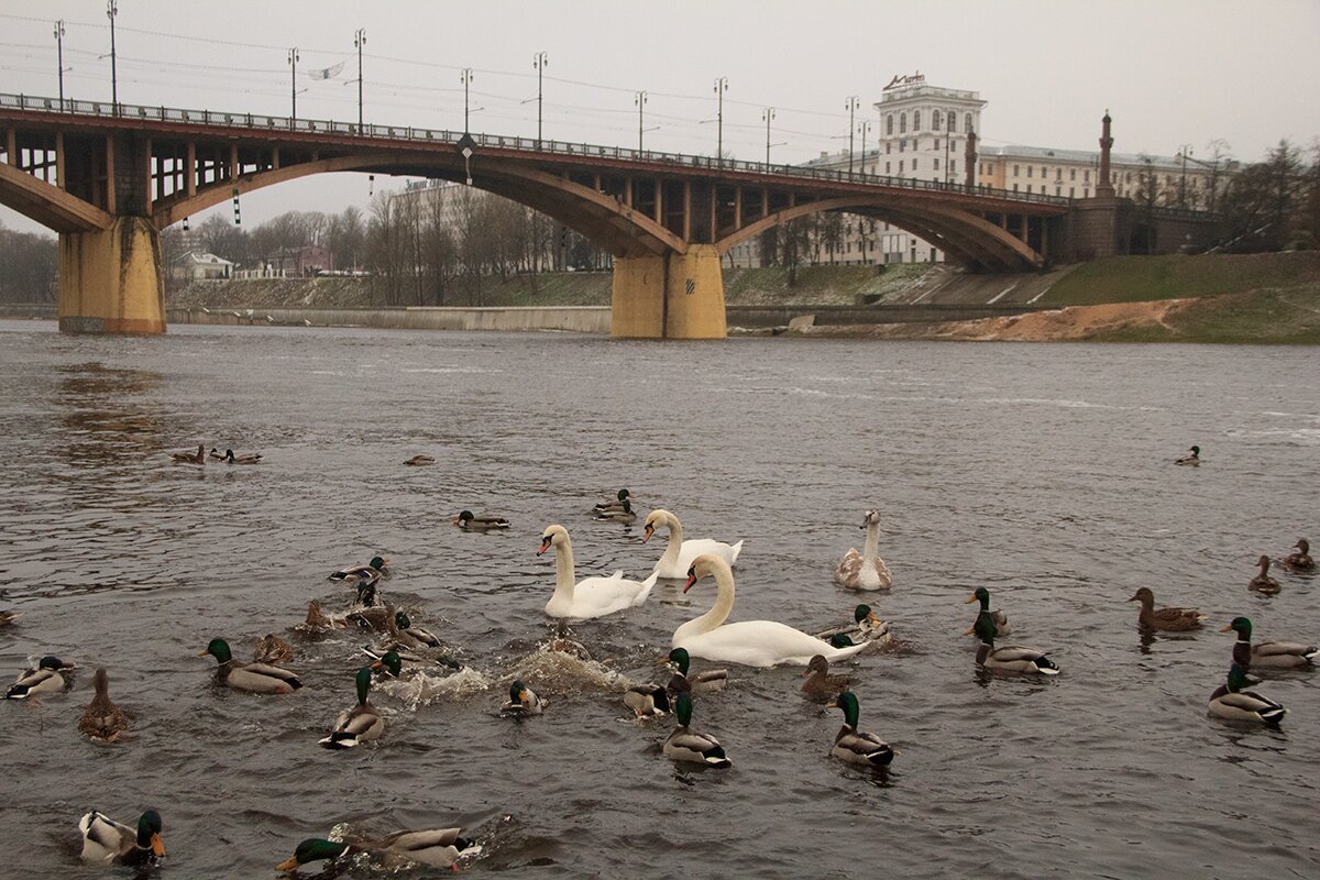 В Витебске на Двине поселилось семейство лебедей. Фото Игоря Матвеева