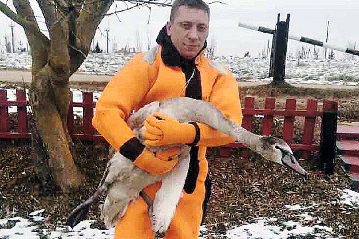 Лебедь и его спаситель. Фото www.shumilino.by