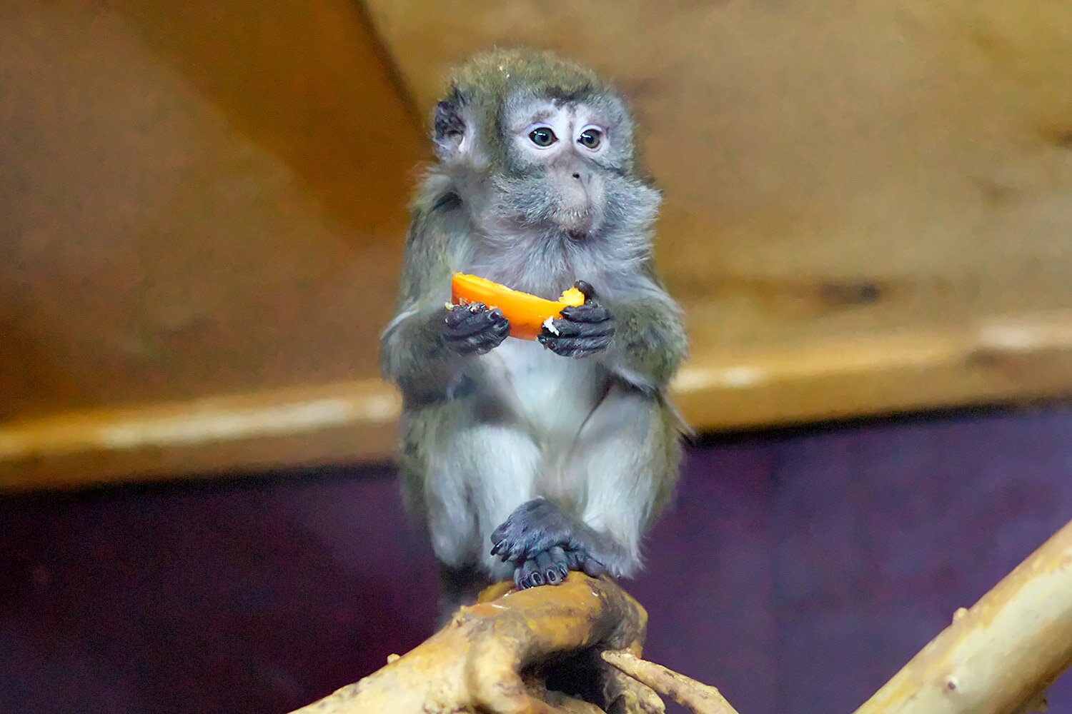 Обезьянка с ломтиком хурмы в Витебском зоопарке. Фото Сергея Серебро