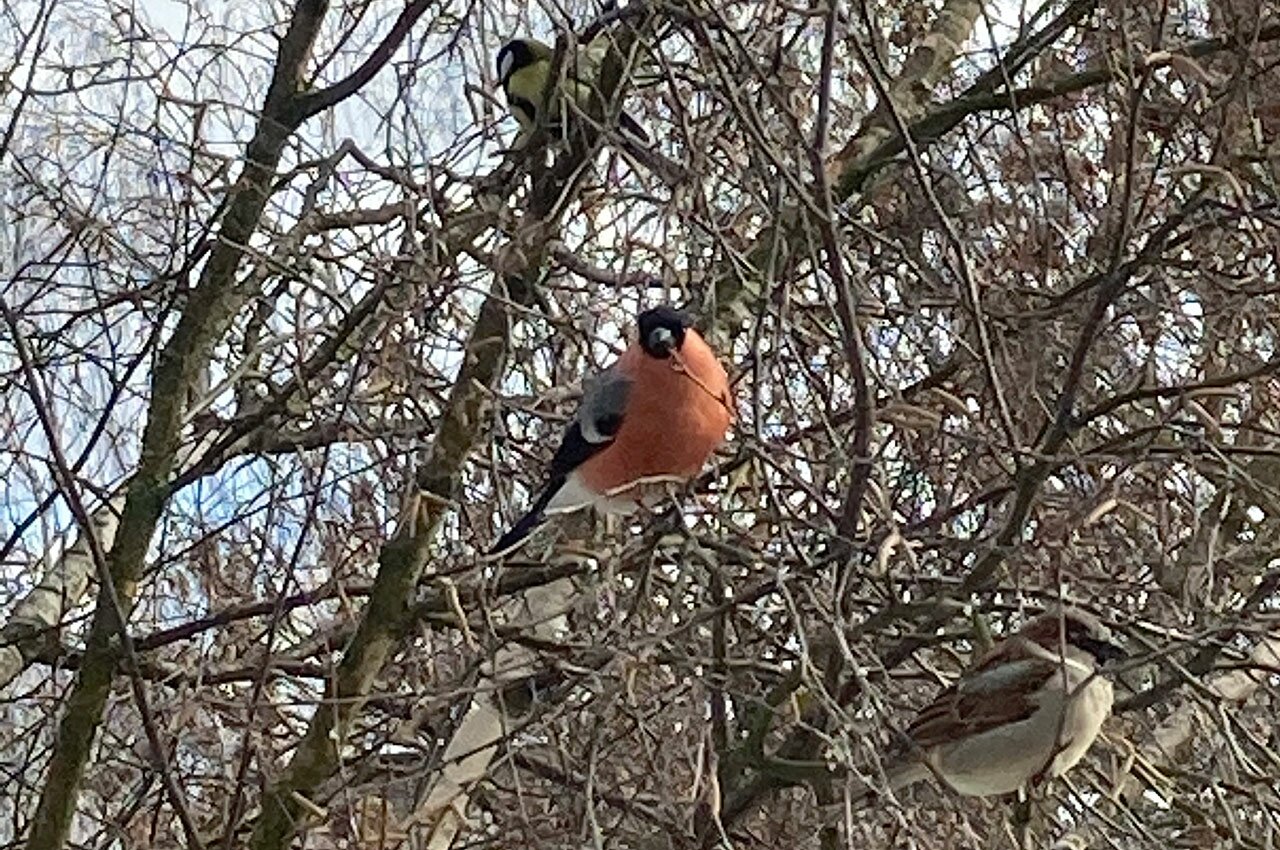 Снегири на кормушке, проспект Черняховского. Фото читателей ННВ