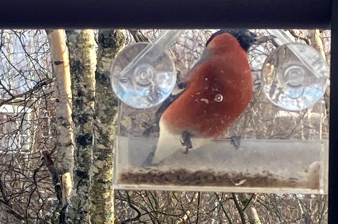 Снегири на кормушке, проспект Черняховского. Фото читателей ННВ