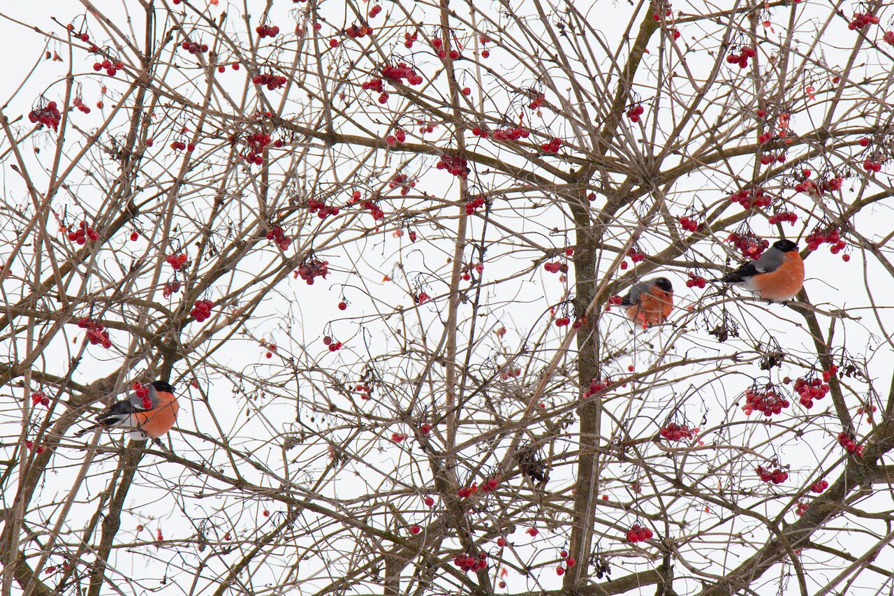 Снегири на кормушке, проспект Черняховского. Фото читателей ННВ