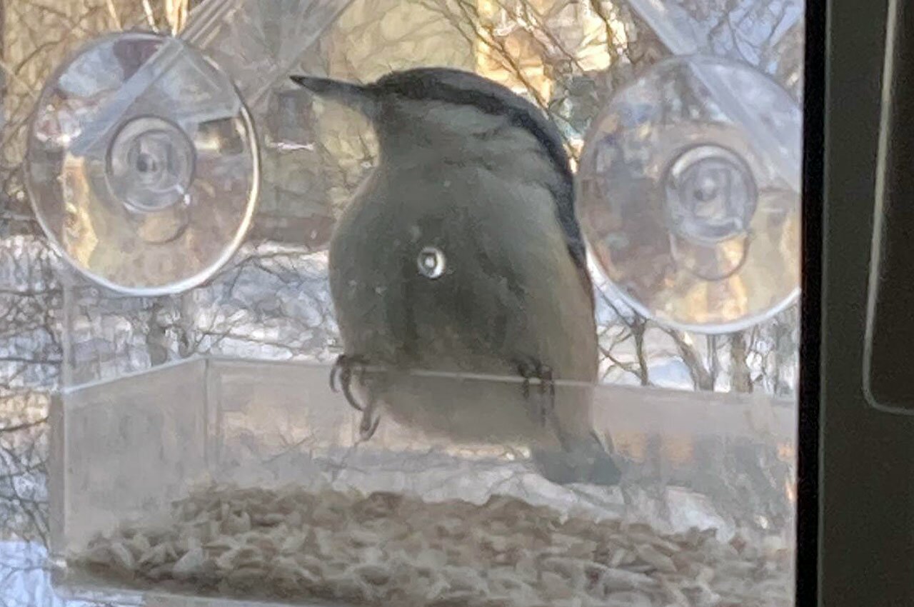 Поползень на кормушке, проспект Черняховского. Фото читателей ННВ