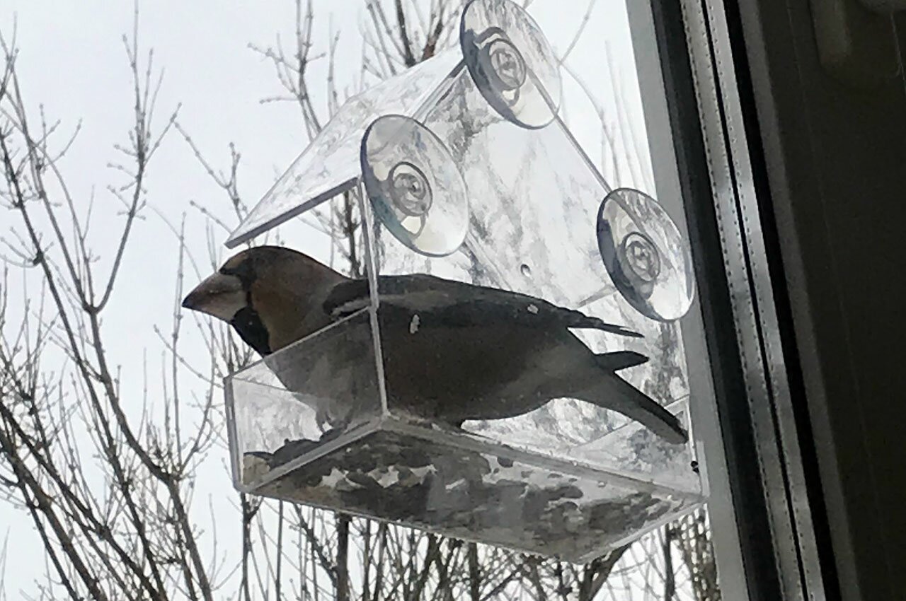 Поползень на кормушке, проспект Черняховского. Фото читателей ННВ