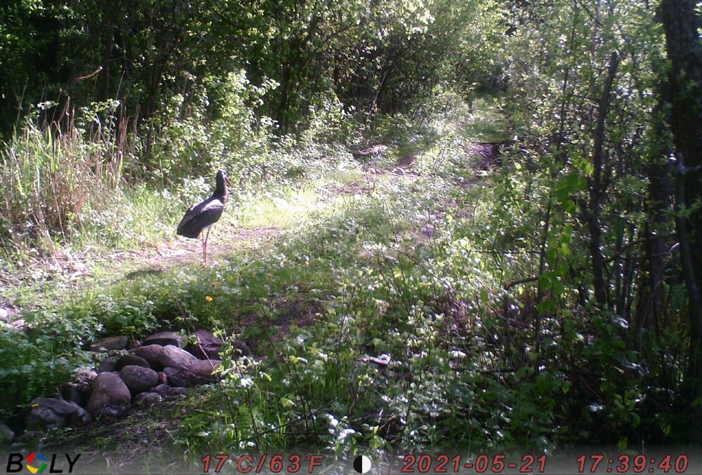 Черный аист. Фото berezinsky.by