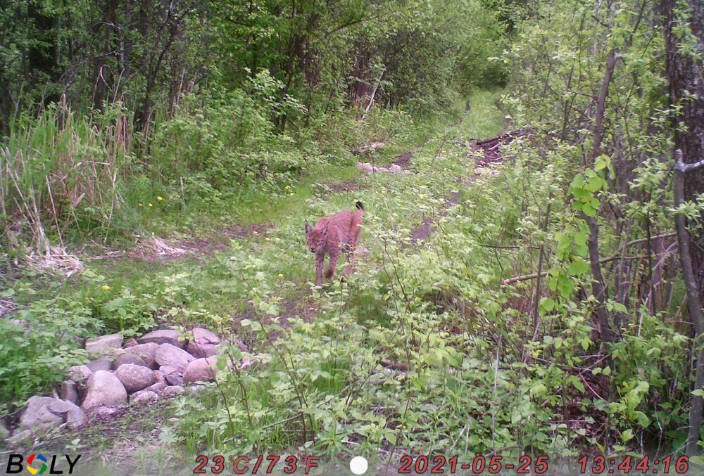 Рысь. Фото berezinsky.by
