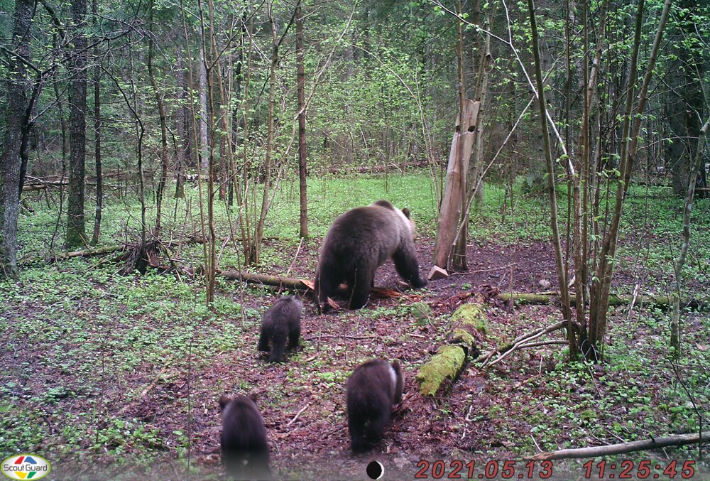 Медведица с тремя медвежатами. Фото berezinsky.by