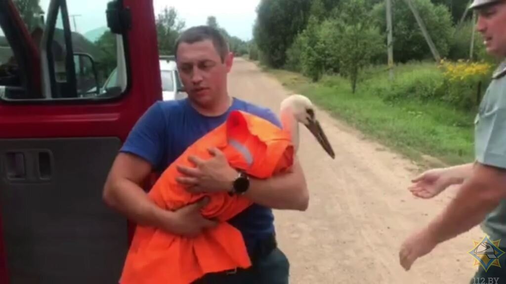 Аиста, попавшего в западню на вышке сотовой связи под Витебском, пришлось вызволять спасателям. Фото МЧС