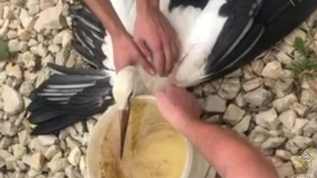 Аиста, попавшего в западню на вышке сотовой связи под Витебском, пришлось вызволять спасателям. Фото МЧС