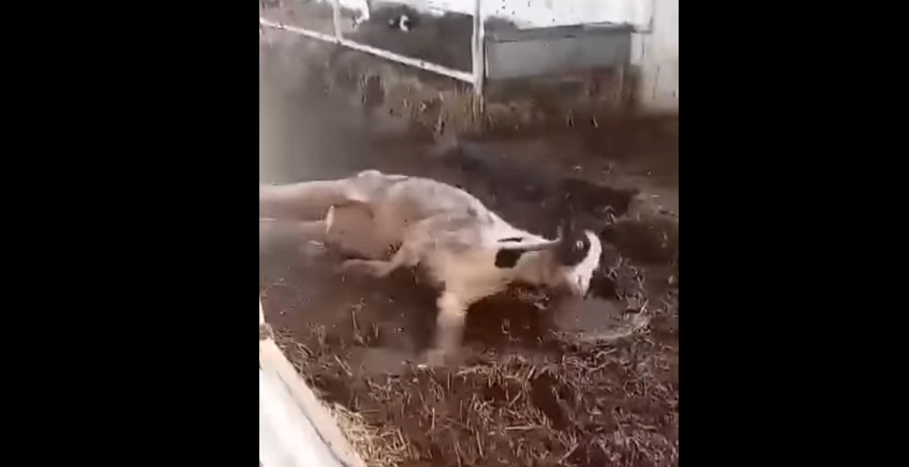 Кадр из видео, которое по заключению прокуратуры является фейком