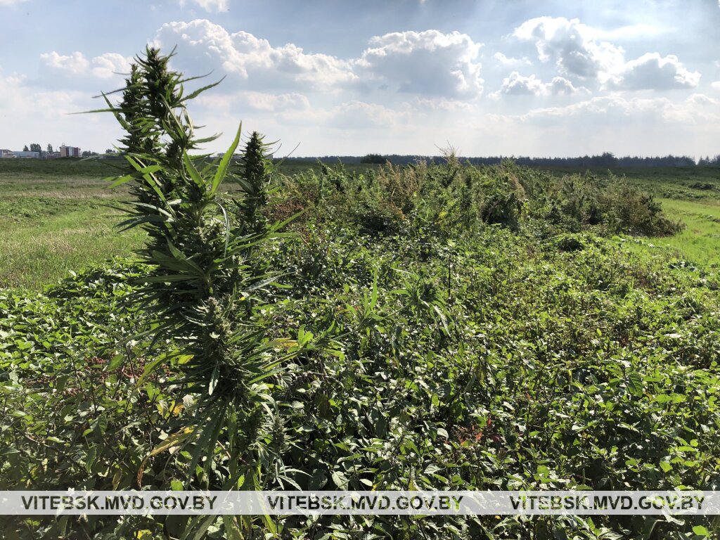 10 сентября таможенники и сотрудники Городокского РОВД обнаружили у деревни Суравни Городокского районе поле дикорастущей конопли. Фото УВД Витебского облисполкома