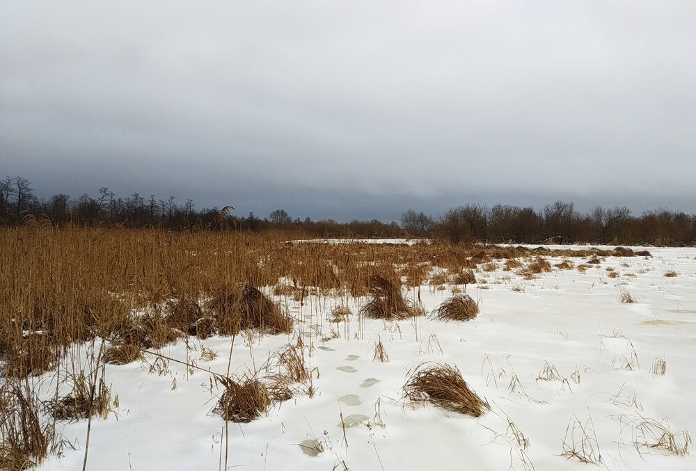 Следы бурого медведя в Березинском биосферном заповеднике. Фото pixabay.com